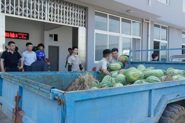 铜陵政府送清凉正在搬运西瓜